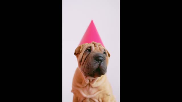 Cute wrinkled puppy with a party hat