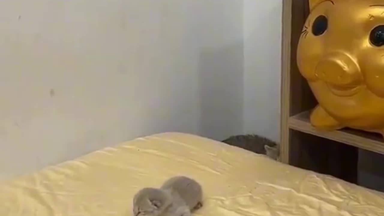 Funny Cat videos