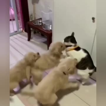 A cat is smarter than a small dogs