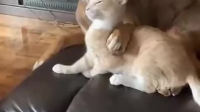 Cat and dog wait till the end - Cute Video