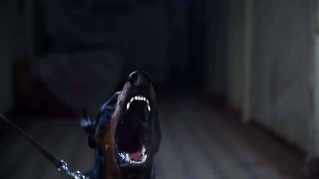 Amazing Doberman Dog Barking