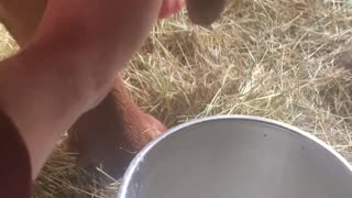 Milking a Dexter cow