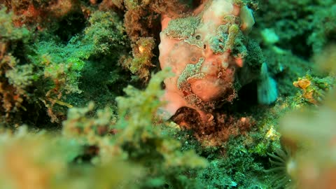 Frogfish Hunting