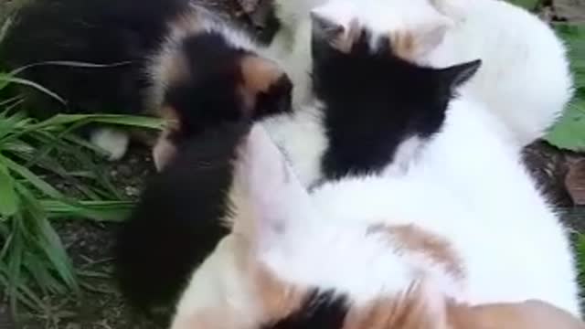 ACat fedding her Littles cat's😻😻😻