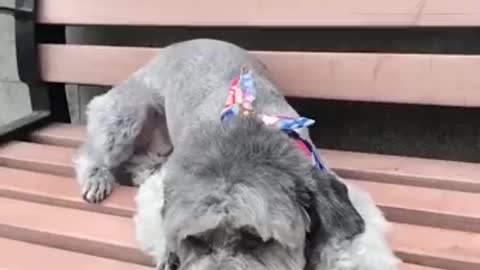 O cachorrinho