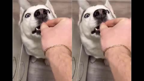 Funniest Cats and Dogs Funny Style Activities