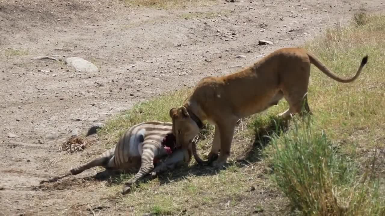 lion eating zebra