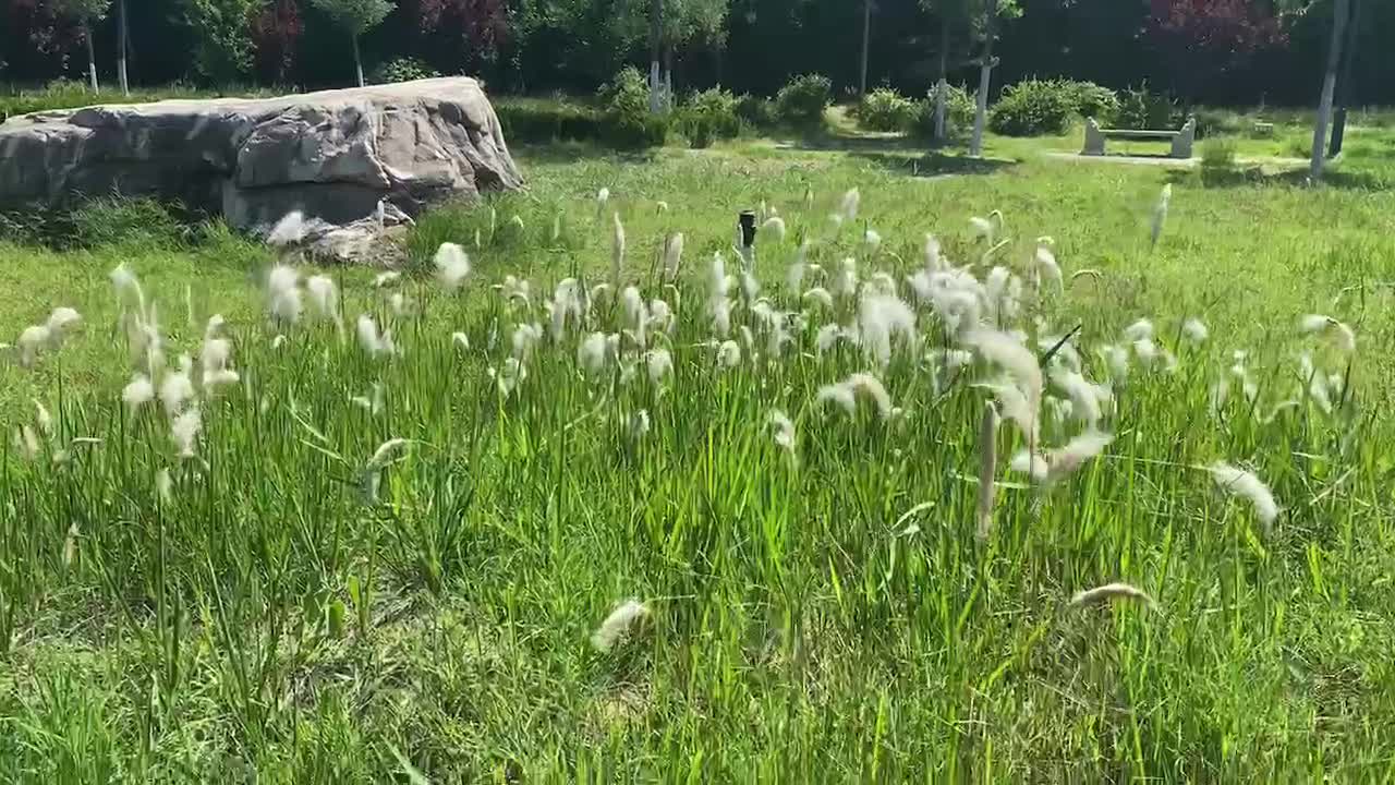 green plants on rock