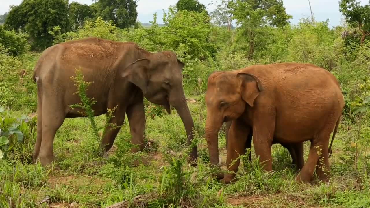 Elephant Running On The Road