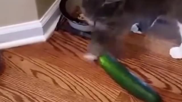 Funny Animals 🤣 Cats Scared of Cucumbers Best Compilation 😹, Try Not To LAUGH!!!