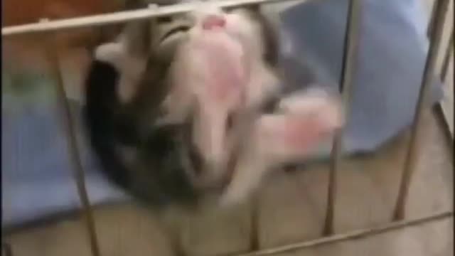 Cat want to run