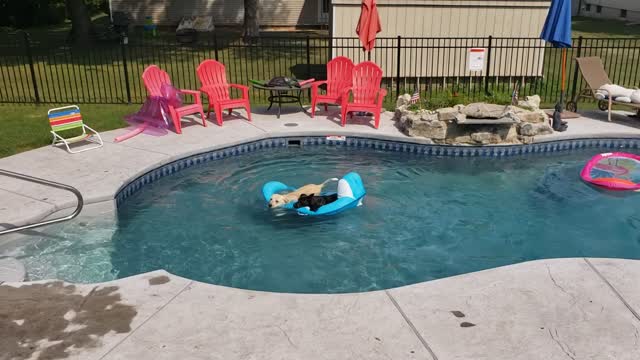 Doggie Life By The Pool