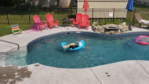 Doggie Life By The Pool