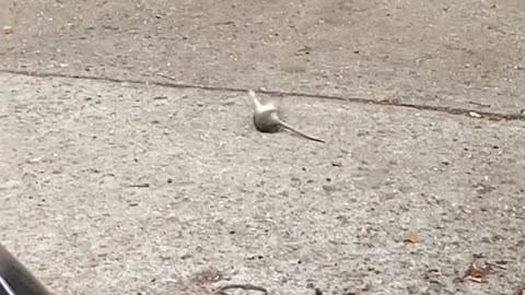 This Mouse Knows When Its Time to Roll Out