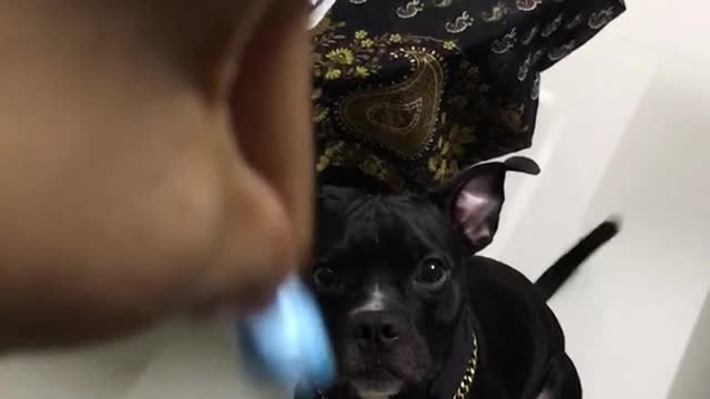 Black dog on sink looks at jingle bell