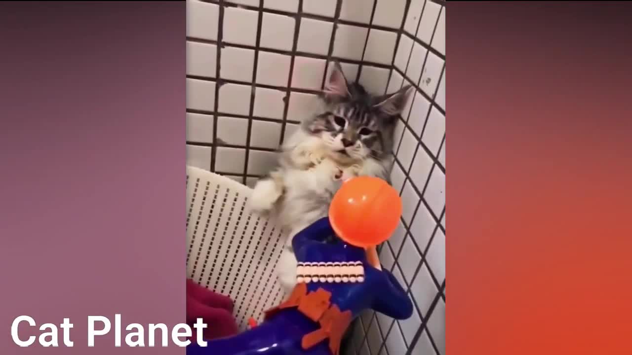 Compilation of funny cats video