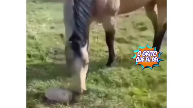 what happened with that dog and the horse?