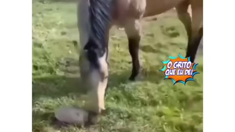 what happened with that dog and the horse?