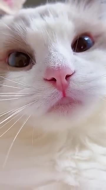 #shorts cat meme & kitten (tik tok video]💘 - funny cats meow baby cute compilation [cat-cash home)