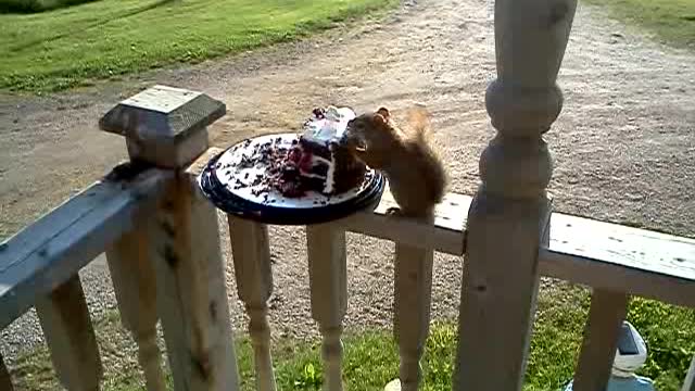 It's a squirrel - eating cake