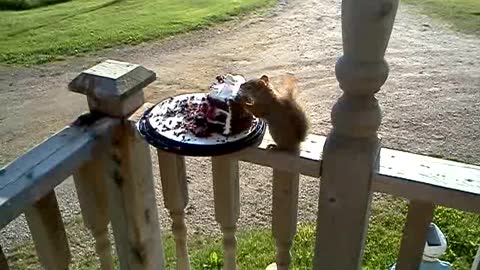 It's a squirrel - eating cake