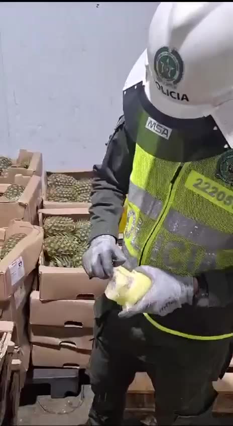 Hallazgo de cocaína en piñas