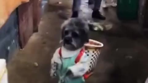 Super cute little dog is so busy