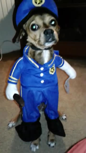Dapper Dog Looks Hilarious In His New Cop Costume
