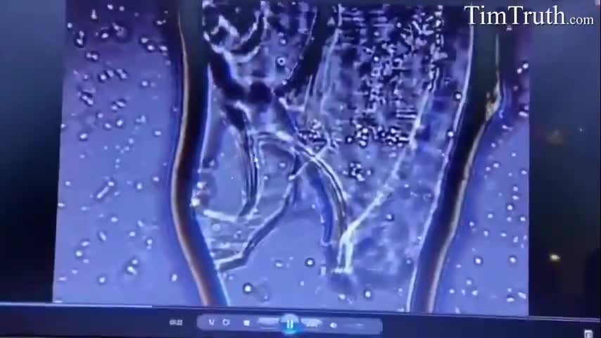 WTF IS IN PFIZER VACCINE?