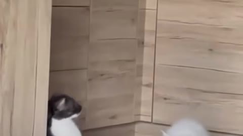 cute cat doing funny tricks