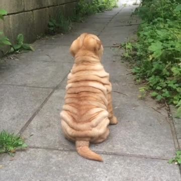 Trying not to listen to mummy 😂🐶🐾