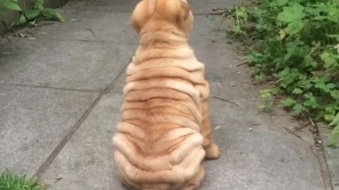 Trying not to listen to mummy 😂🐶🐾