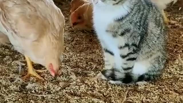 A cat live with chicken