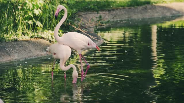 One Couple Flamingo