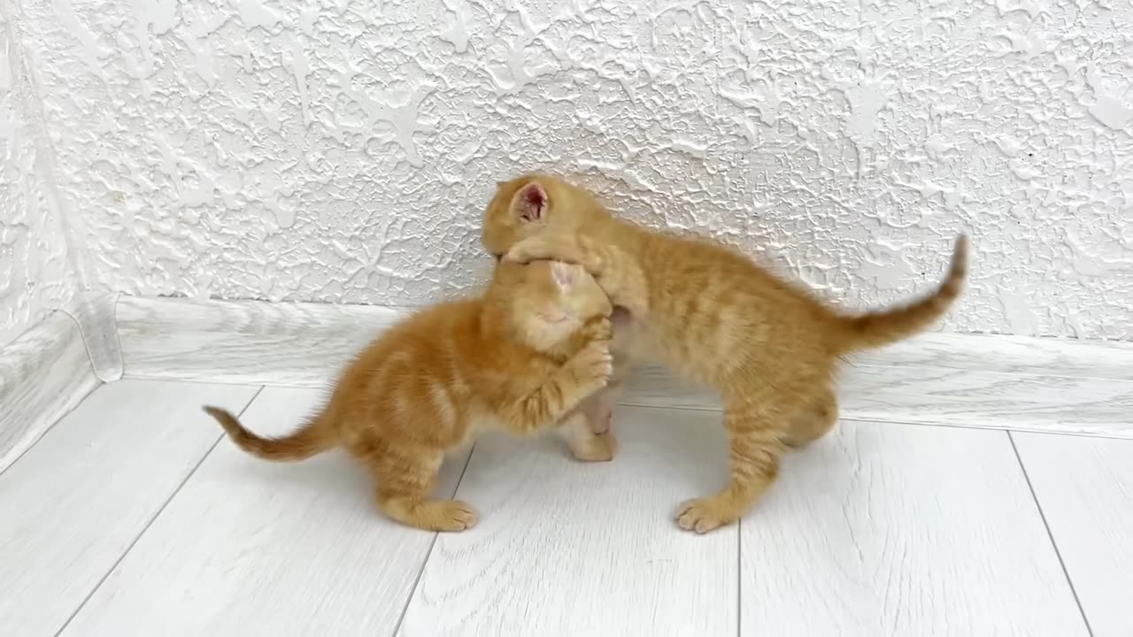 Kittens fighting - mother cat punishes her kittens