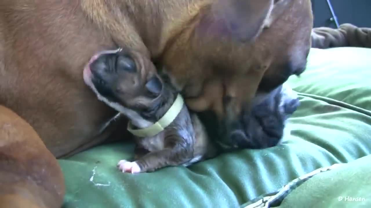 Dog Amazing Birth While Standing!!