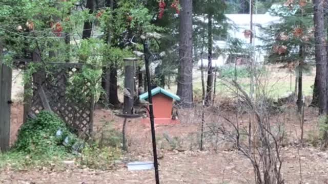 The birds enjoying some food