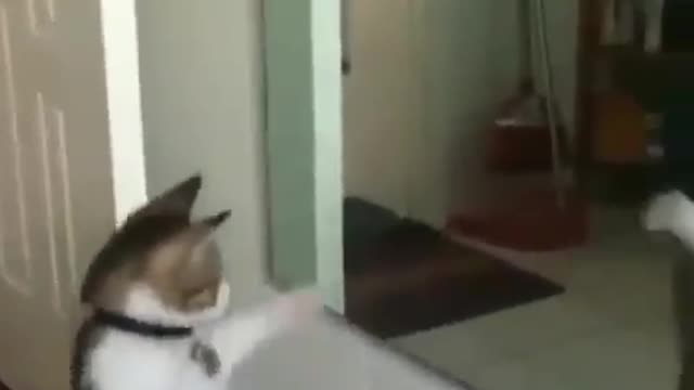 Cute cat dancing in front of the mirror