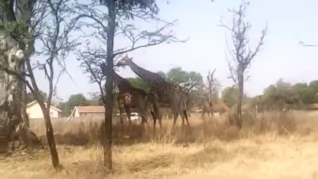 Funny animals, giraffes walked)))
