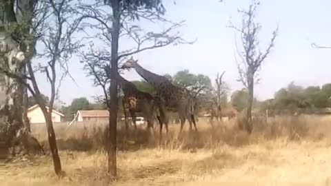 Funny animals, giraffes walked)))