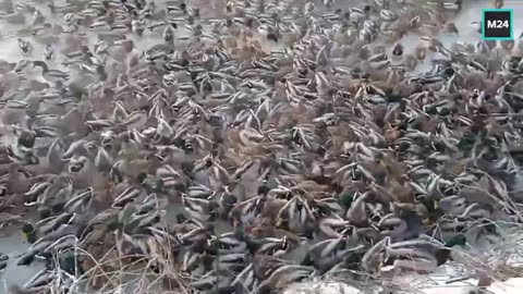 That’s a lot of male 🦆 if you ask me