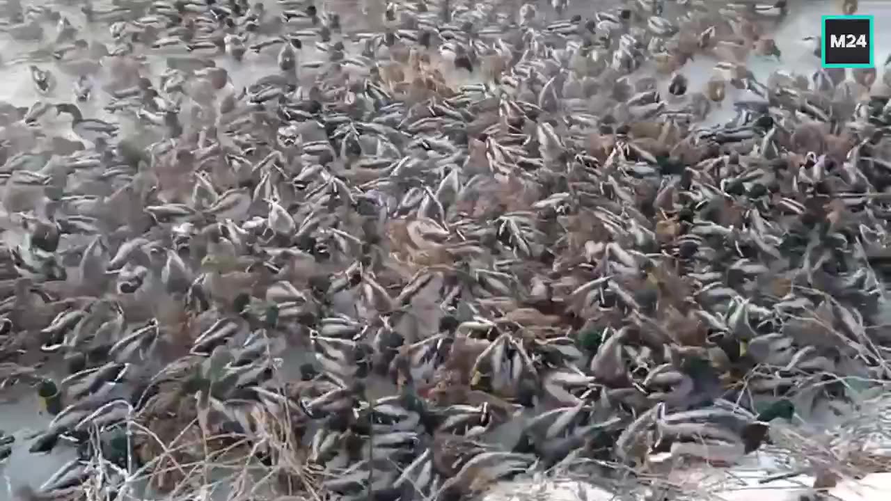 That’s a lot of male 🦆 if you ask me