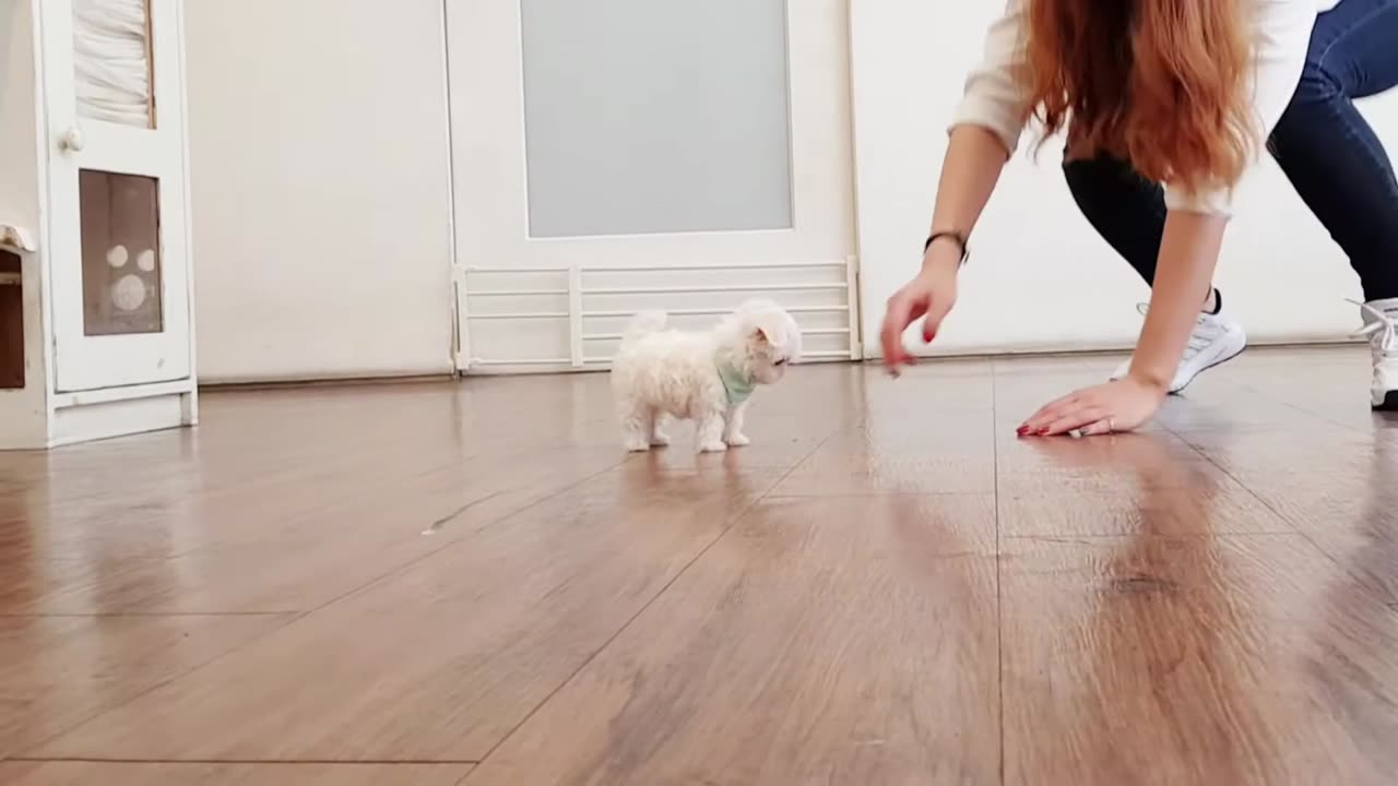 Maltese with the world's smallest and largest eyes lovely puppy - Teacup puppies KimsKennelUS