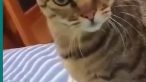 Cats and dogs fighting very funny