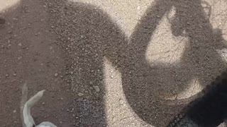 Cyclist Saves a Sweet Puppy