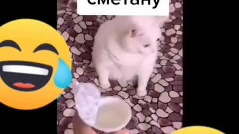 Котэ дигустатор)