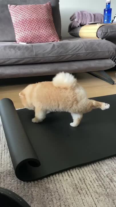dog stretches his legs on owner's yoga mat - dog stretches his legs on owner's yoga mat -