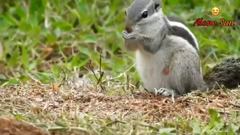 Dog// Cute dog //Beautiful Nature's World // wonderful Nature's and Dog HD Full Videos