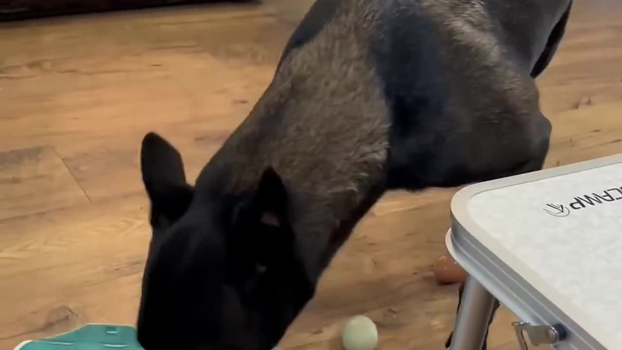 Dogs Try To Grab Eggs Funny#dogfunny #blooper #doglife