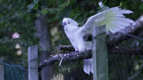 Parrot playing